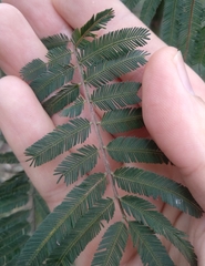 Acacia irrorata