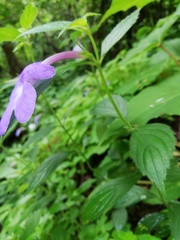 Achimenes longiflora