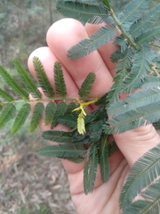 Acacia irrorata