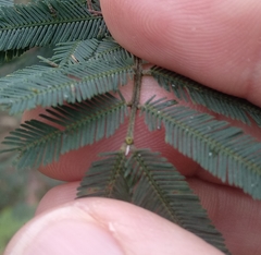 Acacia irrorata