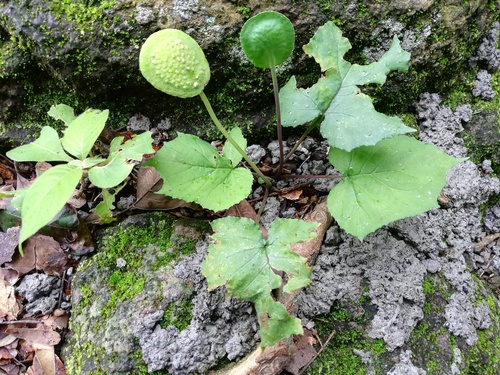 Dorstenia drakena