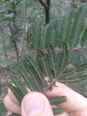 Acacia irrorata