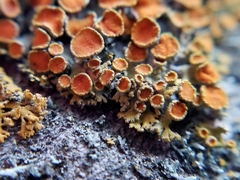 Xanthomendoza montana