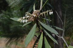 Comarostaphylis longifolia