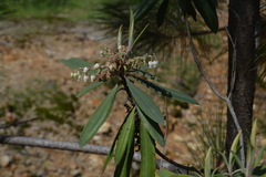 Comarostaphylis longifolia