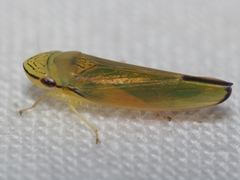 Graphogonalia evagorata