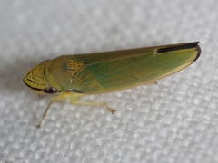 Graphogonalia evagorata