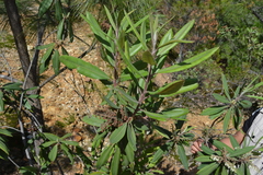 Comarostaphylis longifolia
