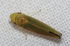 Graphogonalia evagorata