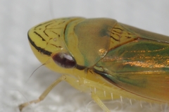 Graphogonalia evagorata