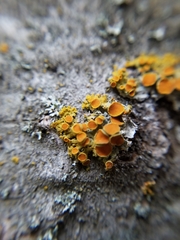 Xanthomendoza montana