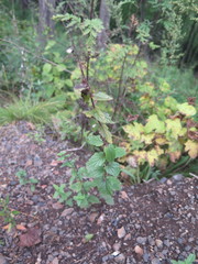 Scutellaria pekinensis