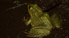 Lithobates chiricahuensis