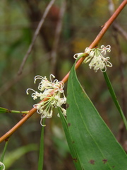 Hakea salicifolia