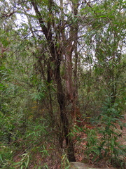 Hakea salicifolia