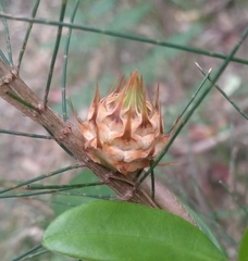 Cylindrococcus spiniferus