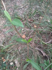 Cylindrococcus spiniferus