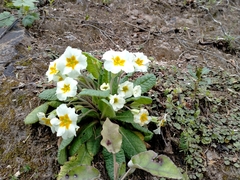 Primula