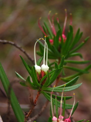 Darwinia procera