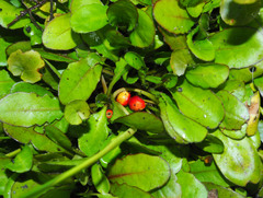 Mazus novaezeelandiae