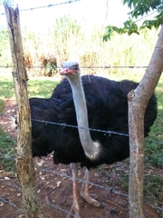 Struthioniformes