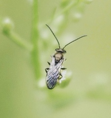 Dialictus