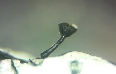 Calicium hyperelloides