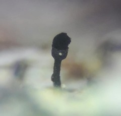 Calicium hyperelloides