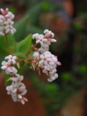 Leucopogon amplexicaulis
