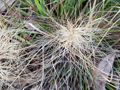 Aristida behriana