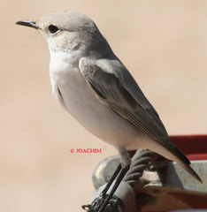 Emarginata tractrac