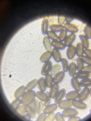 Panaeolus fontinalis