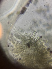 Panaeolus fontinalis