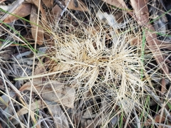Aristida behriana