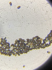 Panaeolus fontinalis