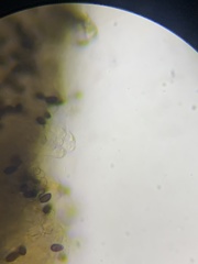 Panaeolus fontinalis