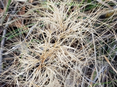 Aristida behriana