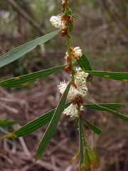 Hakea laevipes