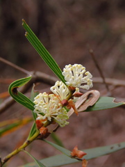 Hakea laevipes