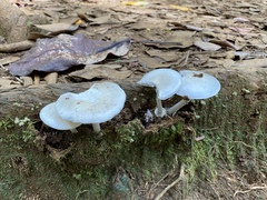 Amanita marmorata