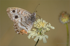 Pseudochazara daghestana