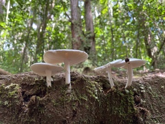 Amanita marmorata