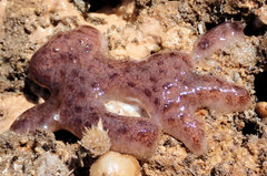 Distaplia