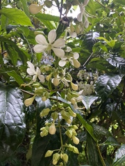 Clerodendrum laevifolium