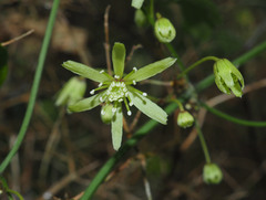 Clematis forsteri