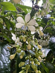 Clerodendrum laevifolium