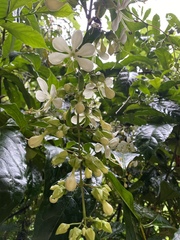 Clerodendrum laevifolium