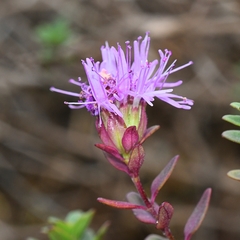 Monardella purpurea