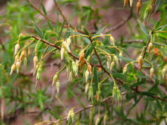 Styphelia setigera