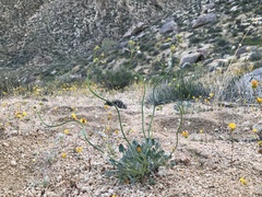 Eriogonum nudum westonii